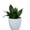 Sansevieria Hahnii Silver Starlight Chica