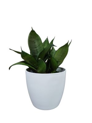Sansevieria Hahnii Silver Starlight Chica
