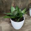 Sansevieria Hahnii Silver Starlight Chica - Image 3