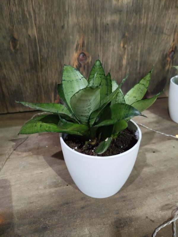 Sansevieria Hahnii Silver Starlight Chica - Image 3