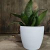 Sansevieria Hahnii Silver Starlight Chica - Image 6