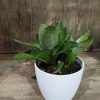Sansevieria Hahnii Silver Starlight Chica - Image 4