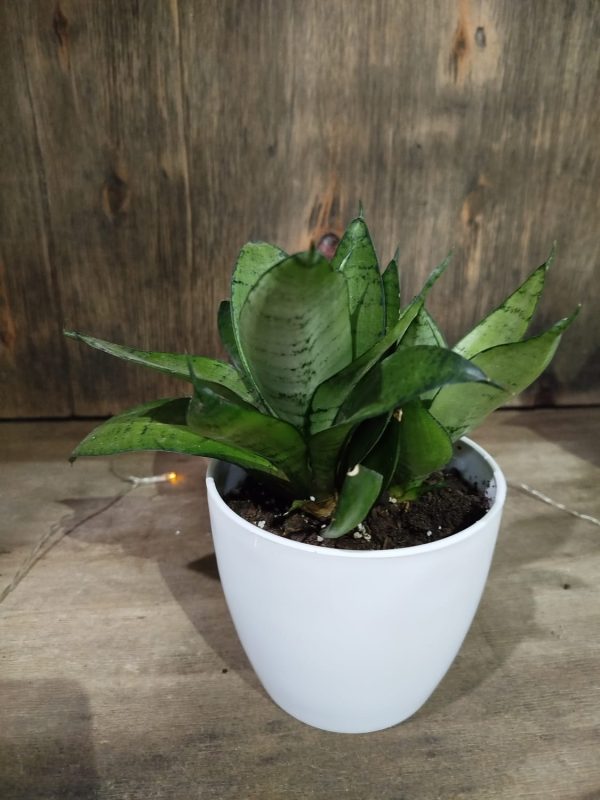 Sansevieria Hahnii Silver Starlight Chica - Image 4