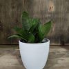 Sansevieria Hahnii Silver Starlight Chica - Image 5
