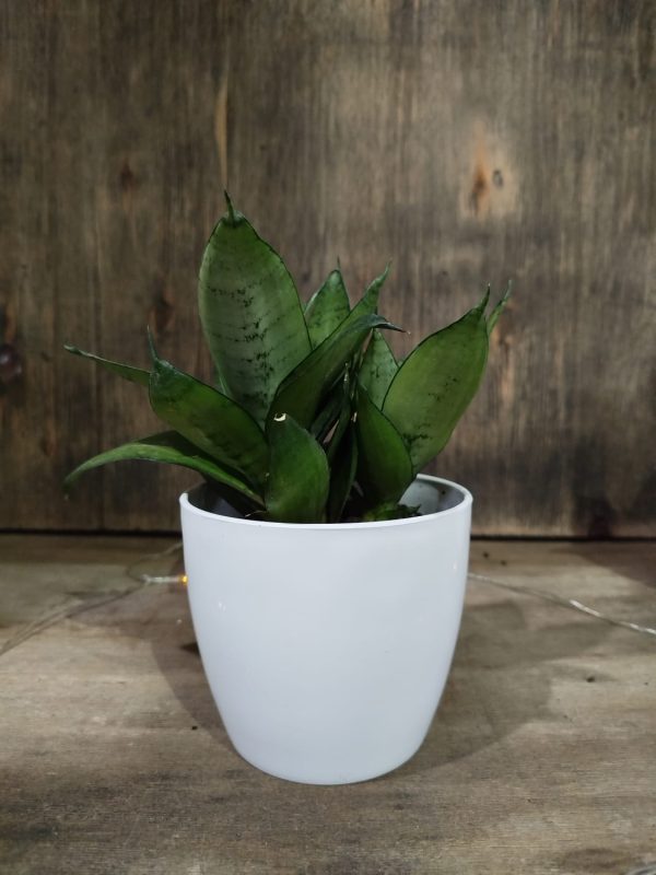 Sansevieria Hahnii Silver Starlight Chica - Image 5
