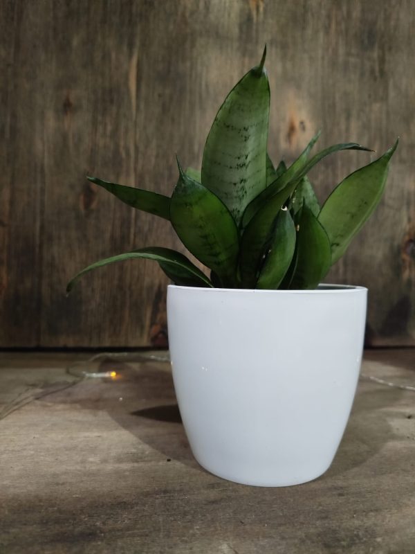 Sansevieria Hahnii Silver Starlight Chica - Image 6