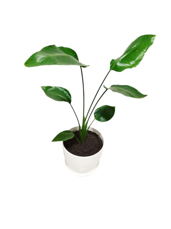 STRELITZIA NICOLAI CHICA: BELLEZA Y SALUD - Image 3