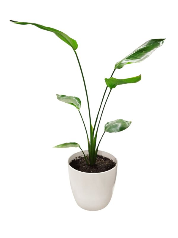 STRELITZIA NICOLAI CHICA: BELLEZA Y SALUD - Image 2