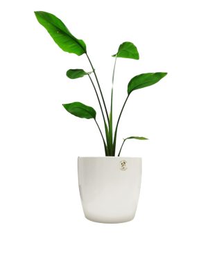 STRELITZIA NICOLAI CHICA: BELLEZA Y SALUD