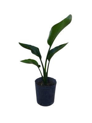STRELITZIA NICOLAI CHICA: BELLEZA Y SALUD
