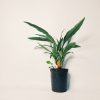 Dracaena Plateada Chica