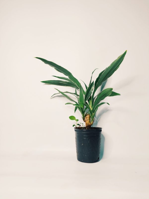 Dracaena Plateada Chica