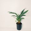 Dracaena Plateada Chica - Image 2