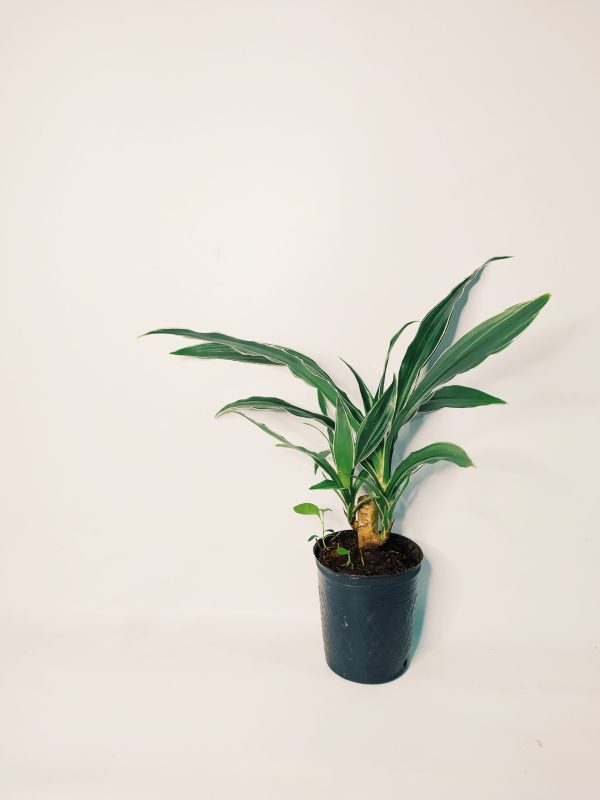 Dracaena Plateada Chica - Image 2
