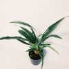 Dracaena Plateada Chica - Image 4