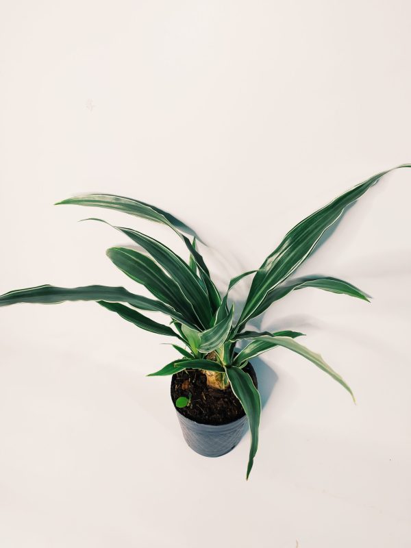 Dracaena Plateada Chica - Image 4