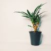 Dracaena Plateada Chica - Image 3