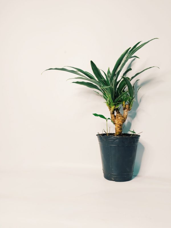 Dracaena Plateada Chica - Image 3
