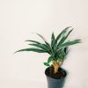 Dracaena Plateada Chica - Image 5