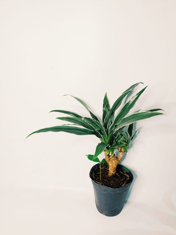Dracaena Plateada Chica - Image 5