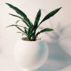 Dracaena Plateada Chica - Image 6