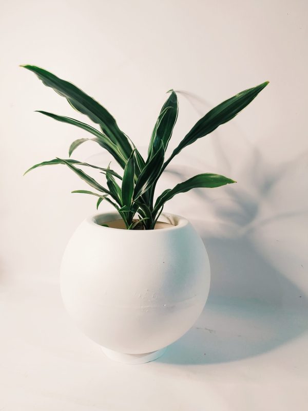 Dracaena Plateada Chica - Image 6