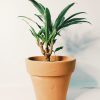 Dracaena Plateada Chica - Image 7