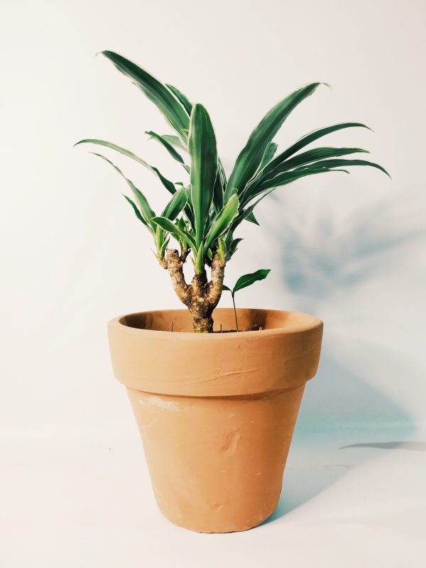Dracaena Plateada Chica - Image 7