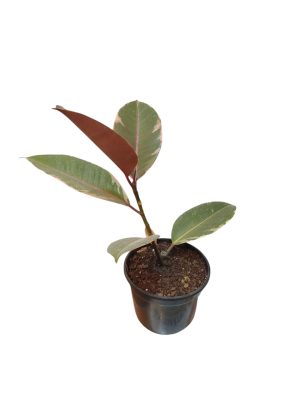 Ficus Elastica Variegado "Baby" ¡Tu hogar se merece una joya natural!