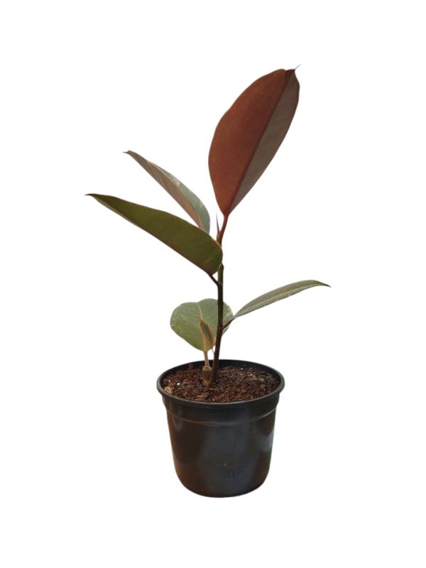 Ficus Elastica Variegado "Baby" ¡Tu hogar se merece una joya natural! - Image 3