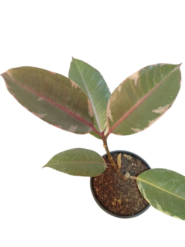 Ficus Elastica Variegado "Baby" ¡Tu hogar se merece una joya natural! - Image 2