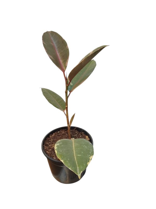 Ficus Elastica Variegado "Baby" ¡Tu hogar se merece una joya natural! - Image 4