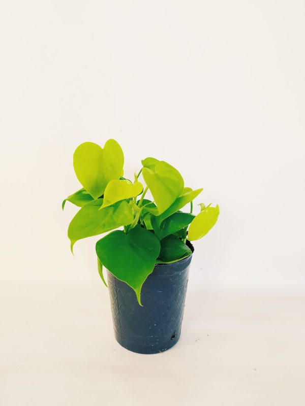Philodendron Cordatum Neon "S"