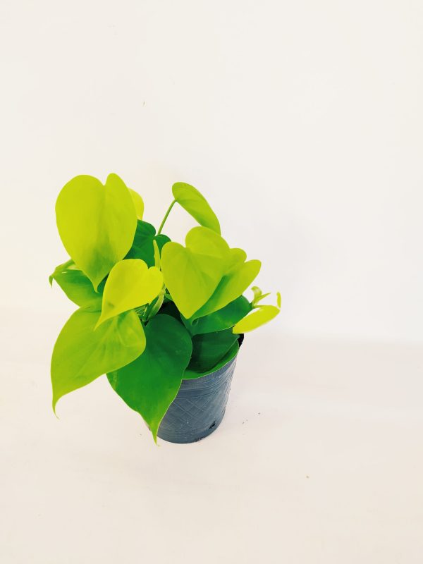 Philodendron Cordatum Neon "S" - Image 3