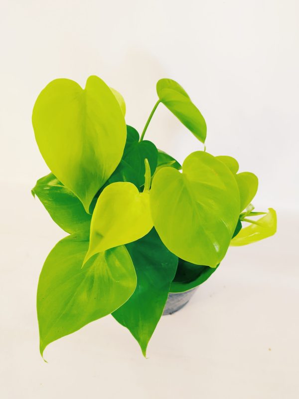 Philodendron Cordatum Neon "S" - Image 2