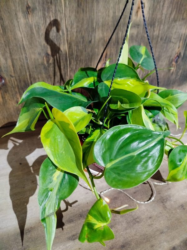 Philodendron Cordatum Brasil M en Bols - Image 3