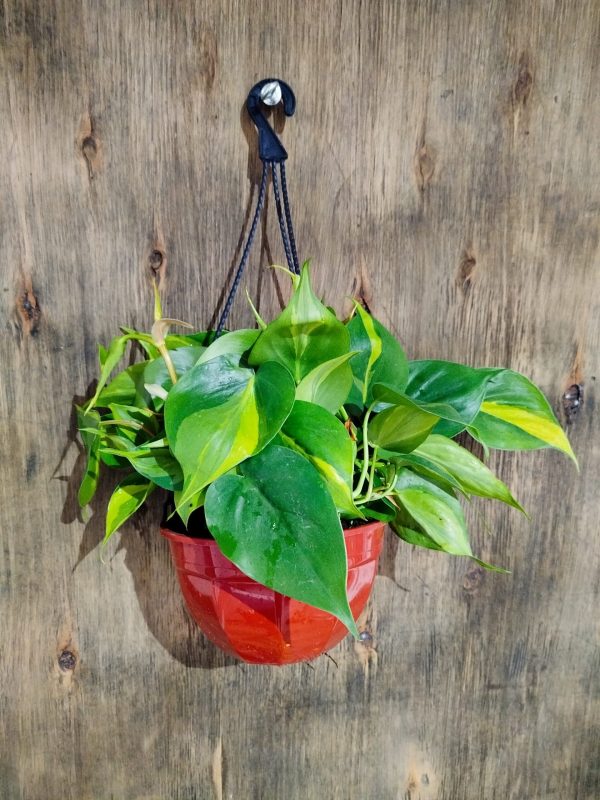Philodendron Cordatum Brasil M en Bols - Image 4