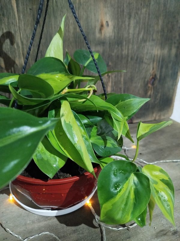 Philodendron Cordatum Brasil M en Bols - Image 5