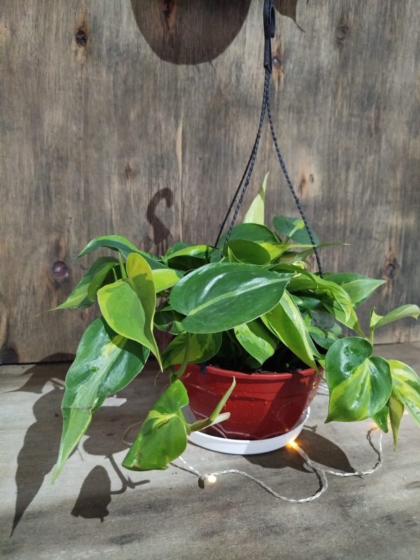 Philodendron Cordatum Brasil M en Bols - Image 6