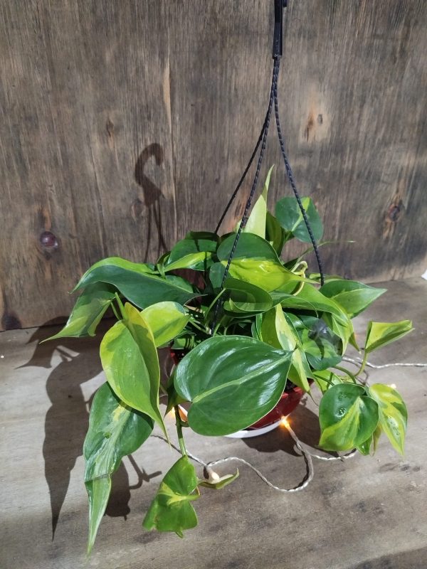 Philodendron Cordatum Brasil M en Bols - Image 7