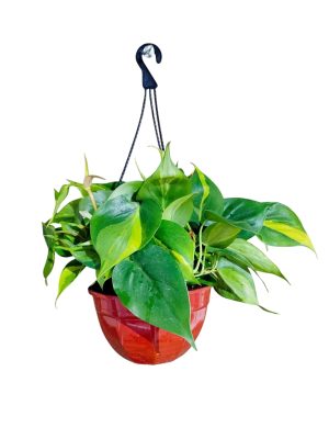 Philodendron Cordatum Brasil M en Bols