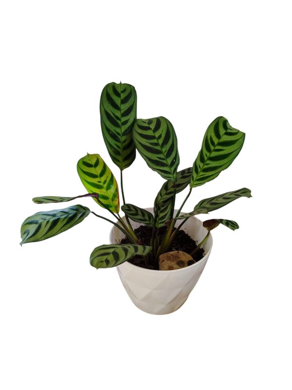 ¡Añade un Toque Exótico a tu Hogar con la Ctenanthe Setosa! Chica - Image 4