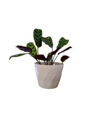 ¡Añade un Toque Exótico a tu Hogar con la Ctenanthe Setosa! Chica