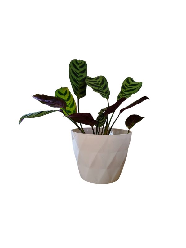 ¡Añade un Toque Exótico a tu Hogar con la Ctenanthe Setosa! Chica