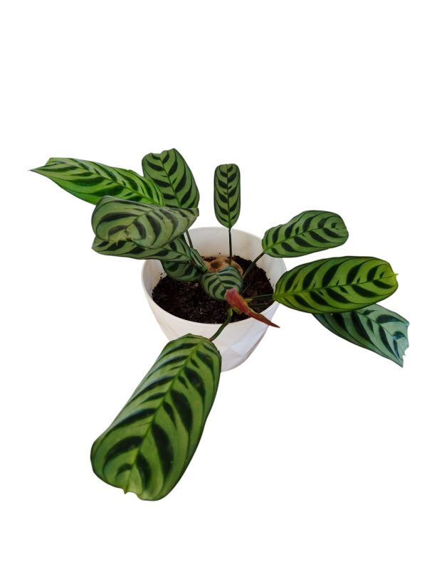¡Añade un Toque Exótico a tu Hogar con la Ctenanthe Setosa! Chica - Image 3