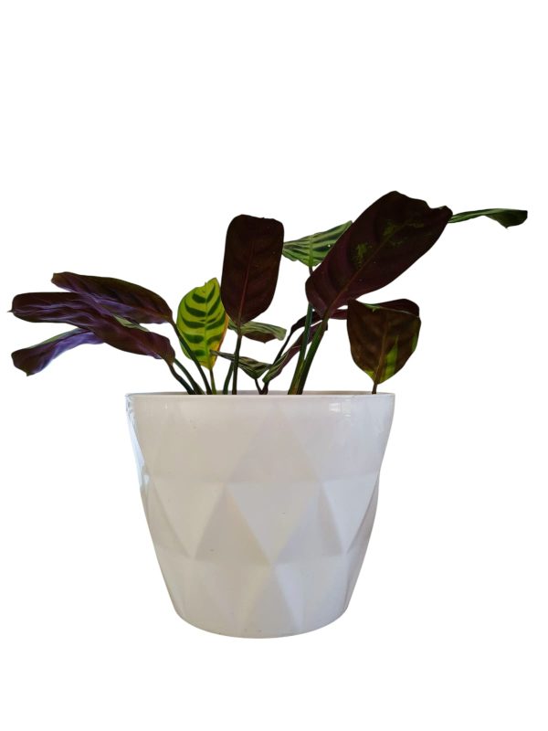 ¡Añade un Toque Exótico a tu Hogar con la Ctenanthe Setosa! Chica - Image 2