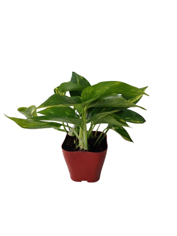 ¡El Potus: Tu Compañero Verde para un Hogar con Estilo y Aire Puro! 🌱✨ - Image 4
