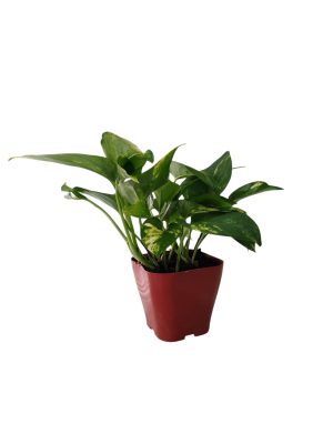 ¡El Potus: Tu Compañero Verde para un Hogar con Estilo y Aire Puro! 🌱✨
