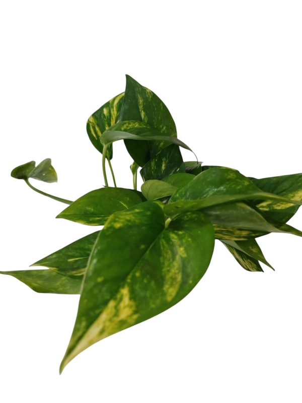 ¡El Potus: Tu Compañero Verde para un Hogar con Estilo y Aire Puro! 🌱✨ - Image 3