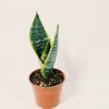 Sansevieria Trifasciata Futura Superba Chica - Image 2